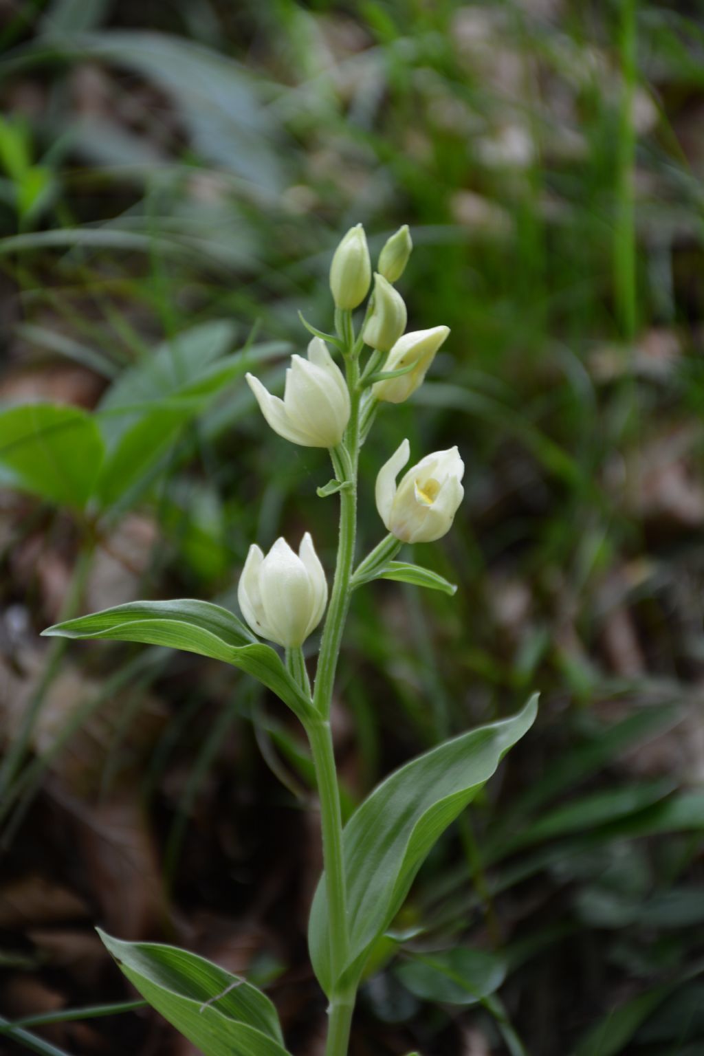 Cephalanthera damasonium